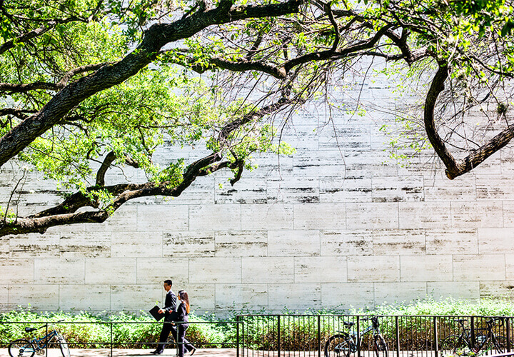Students walk under tree on University of Texas campus