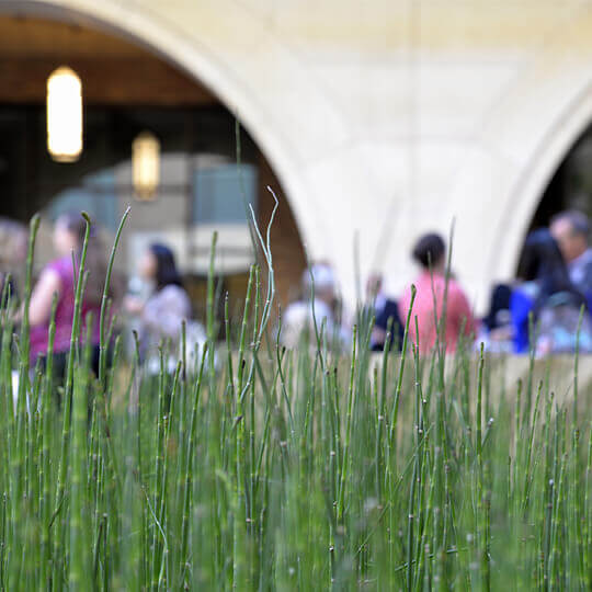 View of students through tall grass