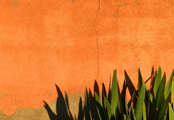 Green plant in front of an orange wall