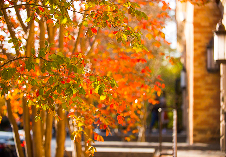 Fall trees on University of Texas campus