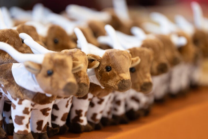 Image of small Bevo stuffed animals